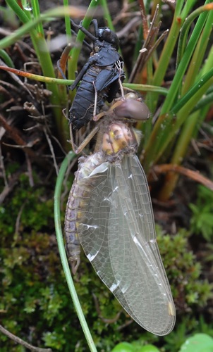 Male, newly emerged
2012_04_19_Upson
